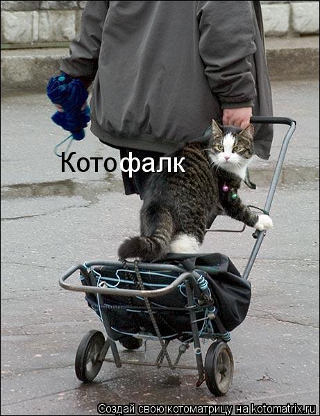 Котоматрица: Кото фалк