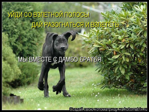 УЙДИ СО ВЗЛЕТНОЙ ПОЛОСЫ ДАЙ РАЗОГНАТЬСЯ И ВЗЛЕТЕТЬ МЫ ВМЕСТЕ С ДАМБО БРАТЬЯ... Котоматрица: УЙДИ СО ВЗЛЕТНОЙ ПОЛОСЫ ДАЙ РАЗОГНАТЬСЯ И ВЗЛЕТЕТЬ МЫ ВМЕСТЕ С ДАМБО БРАТЬЯ
