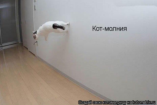 Кот-молния... Котоматрица: Кот-молния