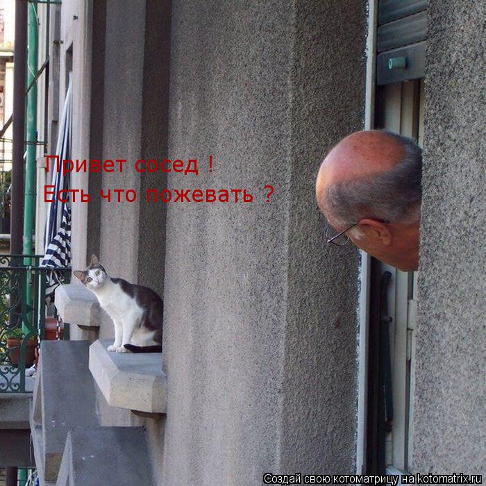 Привет сосед ! Есть что пожевать ?... Котоматрица: Привет сосед ! Есть что пожевать ?