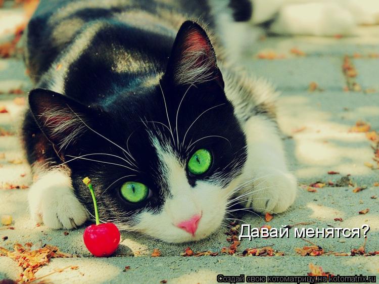 Давай менятся?... Котоматрица: Давай менятся?
