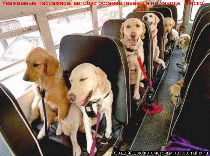 Уважаемые пассажиры автобус останавливается на заводе "Мяско"... Котоматрица: Уважаемые пассажиры автобус останавливается на заводе "Мяско"