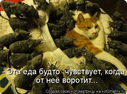 - Эта еда будто чувствует, когда от неё воротит...... Котоматрица: - Эта еда будто чувствует, когда от неё воротит...
