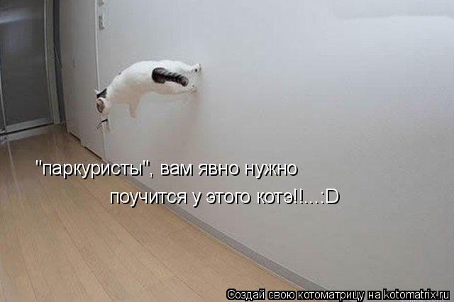 "паркуристы", вам явно нужно поучится у этого котэ!!...:D... Котоматрица: "паркуристы", вам явно нужно поучится у этого котэ!!...:D