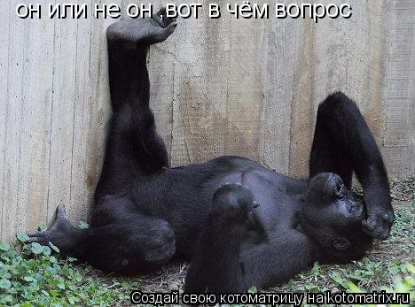 он или не он ,вот в чём вопрос... Котоматрица: он или не он ,вот в чём вопрос