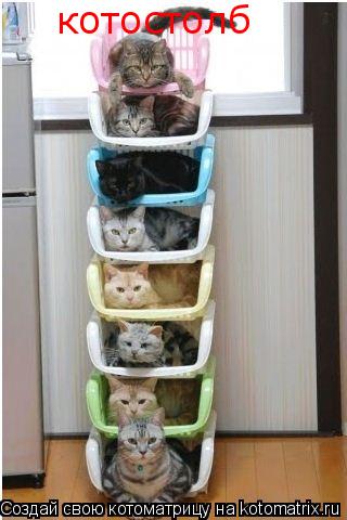 котостолб... Котоматрица: котостолб