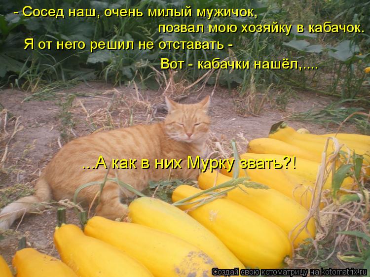 - Сосед наш, очень милый мужичок, позвал мою хозяйку в кабачок. Я от него решил не отставать - Вот - ... Котоматрица: - Сосед наш, очень милый мужичок, позвал мою хозяйку в кабачок. Я от него решил не отставать - Вот - кабачки нашёл,.... ...А как в них Мурку звать?!