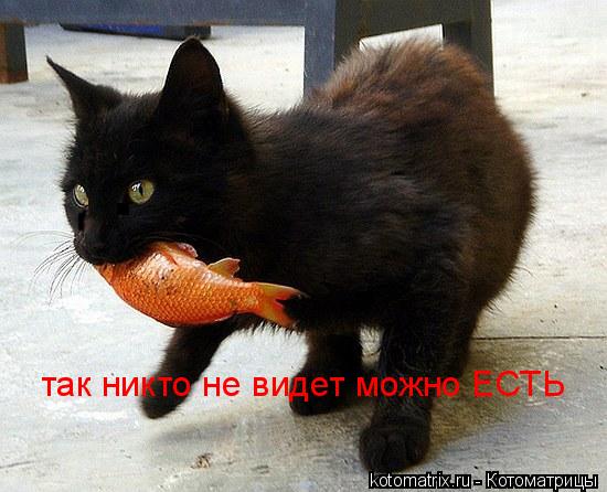 так никто не видет можно ЕСТЬ... Котоматрица: так никто не видет можно ЕСТЬ