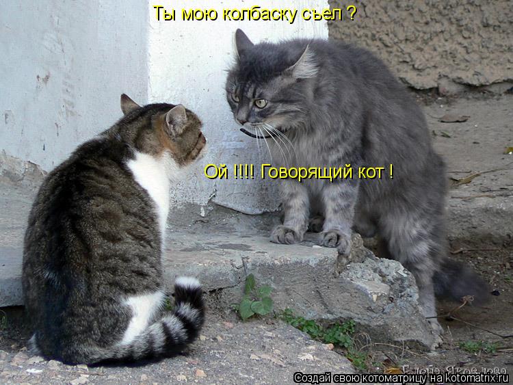 Ты мою колбаску съел ? Ой !!!! Говорящий кот !... Котоматрица: Ты мою колбаску съел ? Ой !!!! Говорящий кот !
