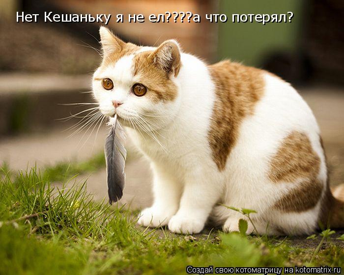 Котоматрица: y Нет Кешаньку я не ел????а что потерял?