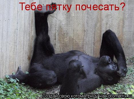 Тебе пятку почесать? Тебе пятку почесать?... Котоматрица: Тебе пятку почесать? Тебе пятку почесать?