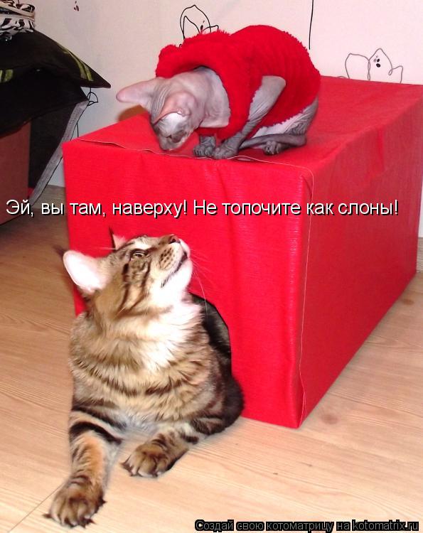 Эй, вы там, наверху! Не топочите как слоны!... Котоматрица: Эй, вы там, наверху! Не топочите как слоны!