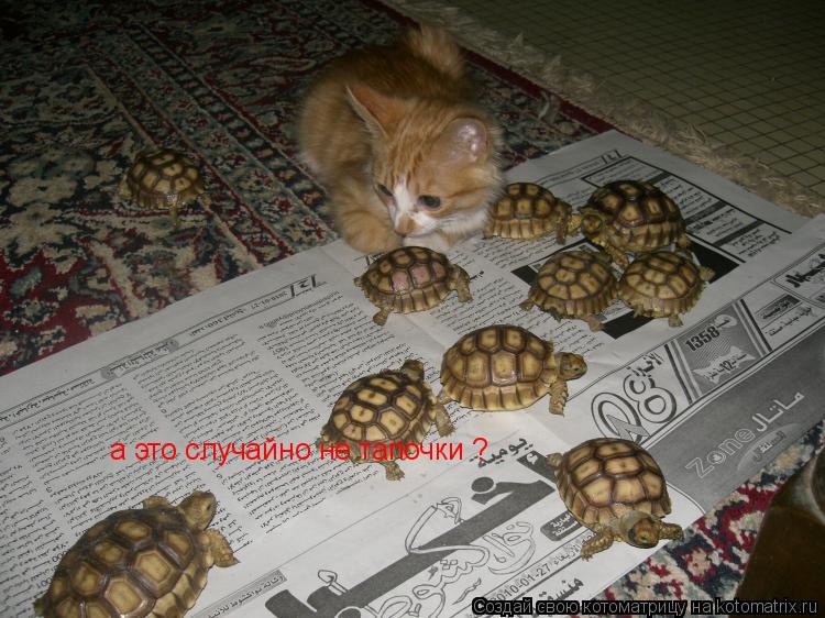 а это случайно не тапочки ?... Котоматрица: а это случайно не тапочки ?