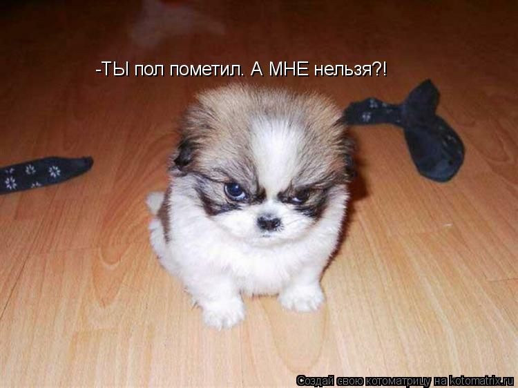 -ТЫ пол пометил. А МНЕ нельзя?!... Котоматрица: -ТЫ пол пометил. А МНЕ нельзя?!