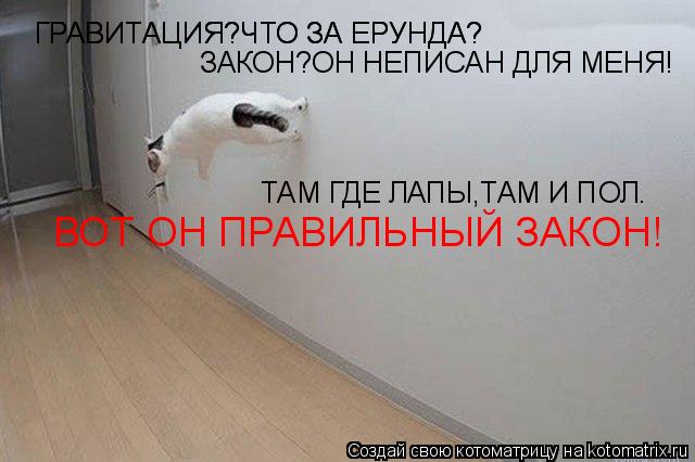 ГРАВИТАЦИЯ?ЧТО ЗА ЕРУНДА? ГРАВИТАЦИЯ?ЧТО ЗА ЕРУНДА? ЗАКОН?ОН НЕПИСАН ДЛЯ МЕНЯ! ВОТ ОН ПРАВИЛЬНЫЙ ЗАКО... Котоматрица: ГРАВИТАЦИЯ?ЧТО ЗА ЕРУНДА? ГРАВИТАЦИЯ?ЧТО ЗА ЕРУНДА? ЗАКОН?ОН НЕПИСАН ДЛЯ МЕНЯ! ВОТ ОН ПРАВИЛЬНЫЙ ЗАКОН! ТАМ ГДЕ ЛАПЫ,ТАМ И ПОЛ.