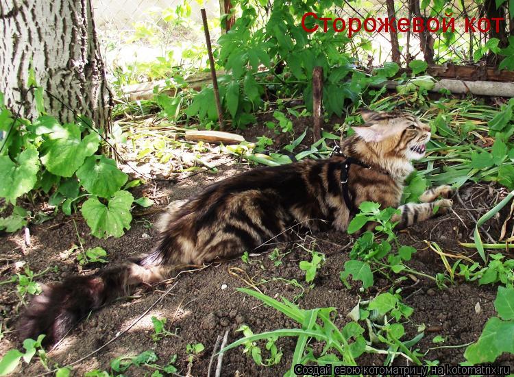 Сторожевой кот... Котоматрица: Сторожевой кот