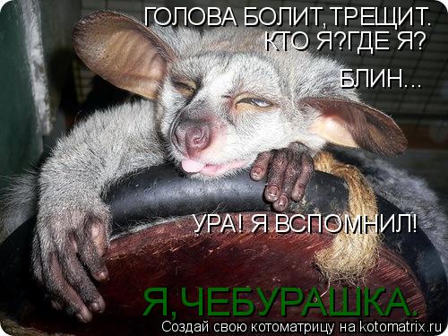 ГОЛОВА БОЛИТ,ТРЕЩИТ. КТО Я?ГДЕ Я? БЛИН... УРА! Я ВСПОМНИЛ! Я,ЧЕБУРАШКА.... Котоматрица: ГОЛОВА БОЛИТ,ТРЕЩИТ. КТО Я?ГДЕ Я? БЛИН... УРА! Я ВСПОМНИЛ! Я,ЧЕБУРАШКА.