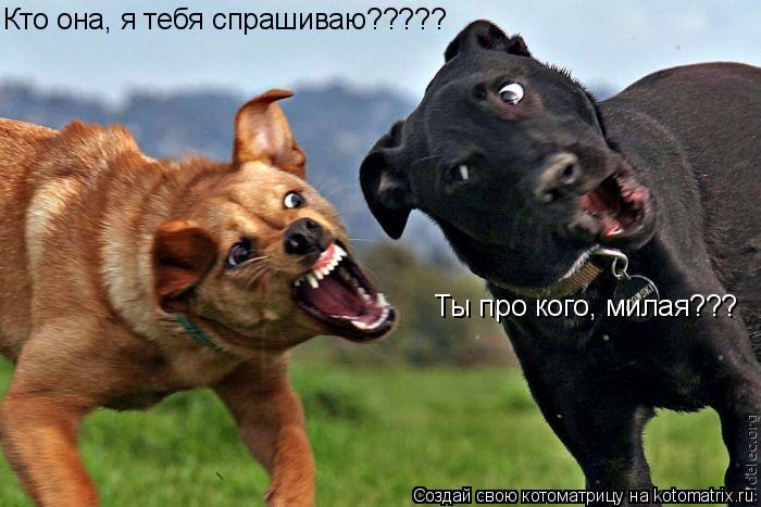 Кто она, я тебя спрашиваю????? Ты про кого, милая???... Котоматрица: Кто она, я тебя спрашиваю????? Ты про кого, милая???