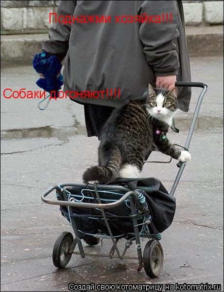 Поднажми хозяйка!!! Собаки догоняют!!!!... Котоматрица: Поднажми хозяйка!!! Собаки догоняют!!!!