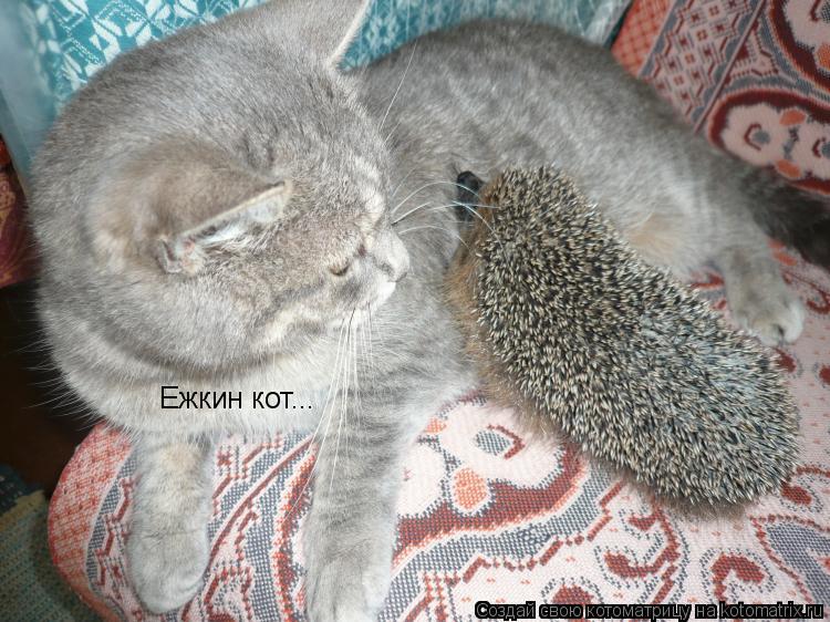 Ежкин кот...... Котоматрица: Ежкин кот...