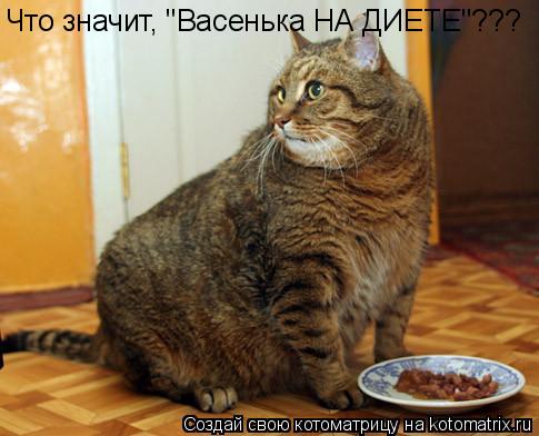 Что значит, "Васенька НА ДИЕТЕ"???... Котоматрица: Что значит, "Васенька НА ДИЕТЕ"???