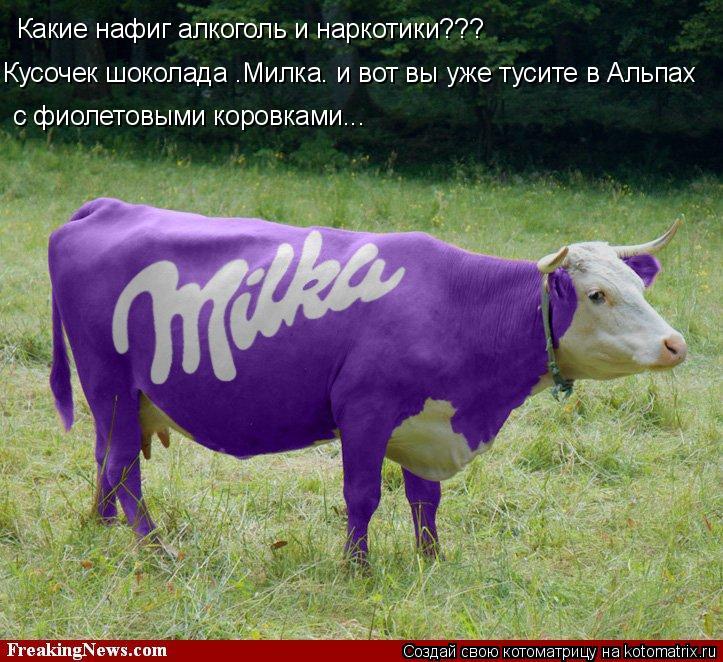 Какие нафиг алкоголь и наркотики??? с фиолетовыми коровками... Кусочек шоколада “Милка” и вот вы уже ... Котоматрица: Какие нафиг алкоголь и наркотики??? с фиолетовыми коровками... Кусочек шоколада “Милка” и вот вы уже тусите в Альпах