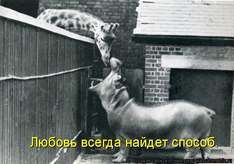 Любовь всегда найдет способ.... Котоматрица: Любовь всегда найдет способ.