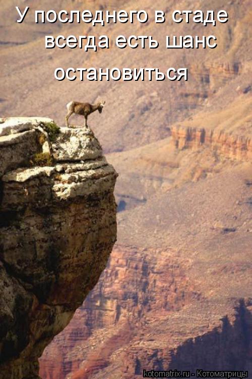 У последнего в стаде всегда есть шанс остановиться... Котоматрица: У последнего в стаде всегда есть шанс остановиться