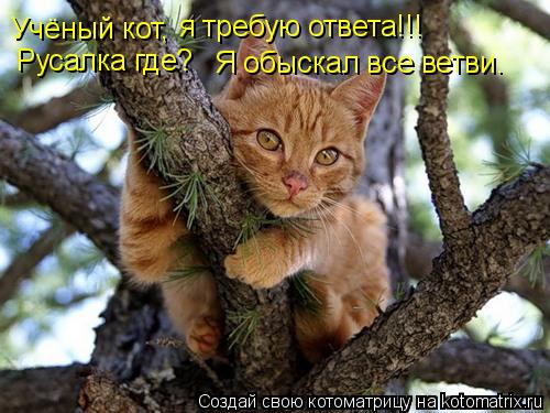 Котоматрица: Учёный кот, я требую ответа!!! Русалка где? Я обыскал все ветви.