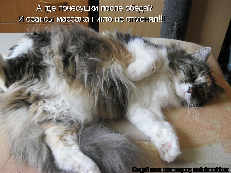 Котоматрица: А где почесушки после обеда?  А где почесушки после обеда? И сеансы массажа никто не отменял!!! И сеансы массажа никто не отменял!!!