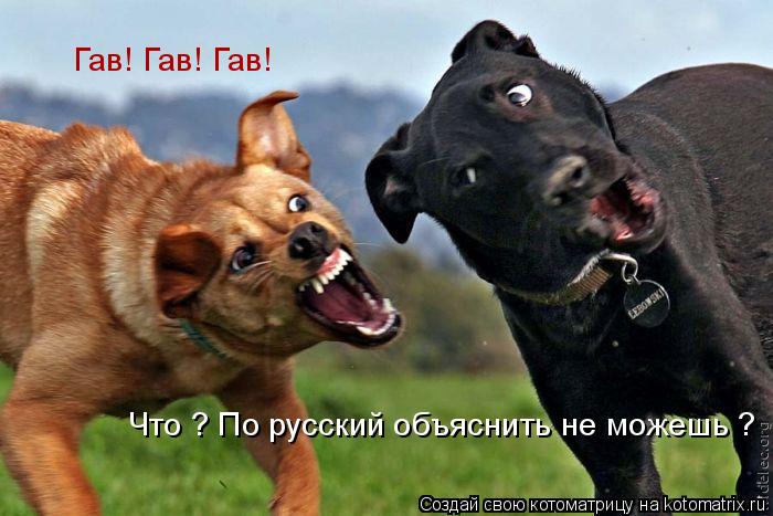 Котоматрица: Гав! Гав! Гав! Что ? По русский объяснить не можешь ?