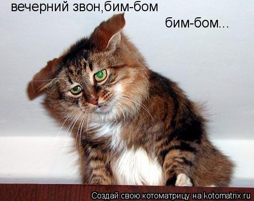 Котоматрица: вечерний звон,бим-бом бим-бом...