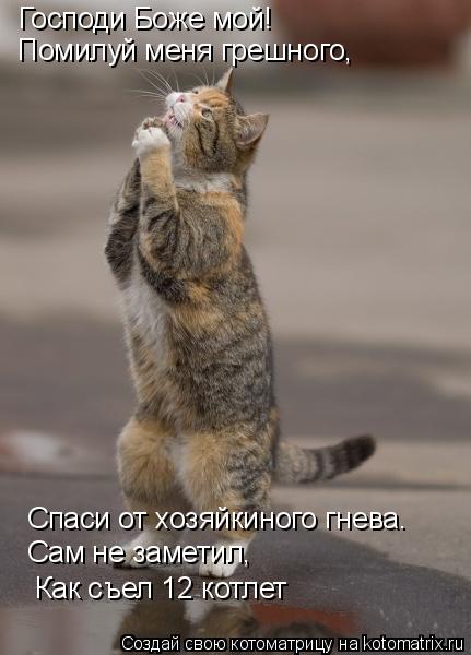 Котоматрица: Господи Боже мой! Помилуй меня грешного, Спаси от хозяйкиного гнева. Сам не заметил,   Как съел 12 котлет