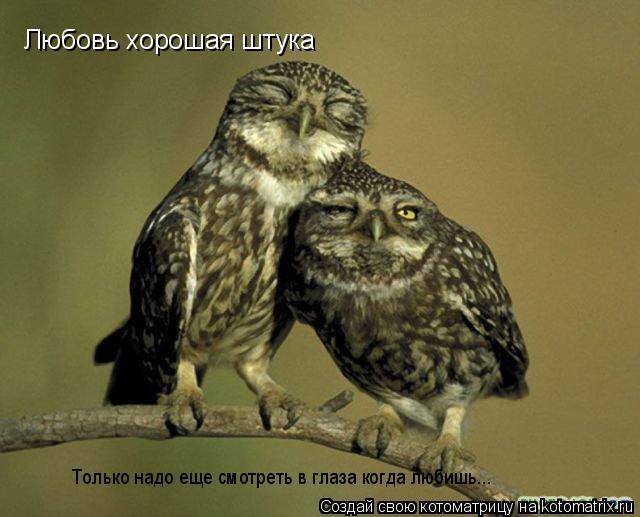 Котоматрица: Любовь хорошая штука Только надо еще смотреть в глаза когда любишь...