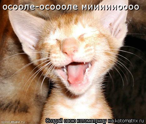Котоматрица: осооле-осоооле миииииоооо