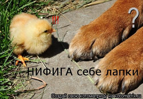 Котоматрица: НИФИГА себе лапки !!! ?