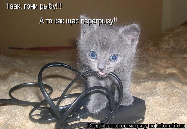 Котоматрица: Таак, гони рыбу!!! А то как щас перегрызу!!