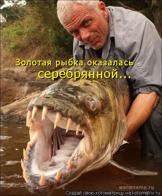 Котоматрица: Золотая рыбка оказалась  серебрянной...