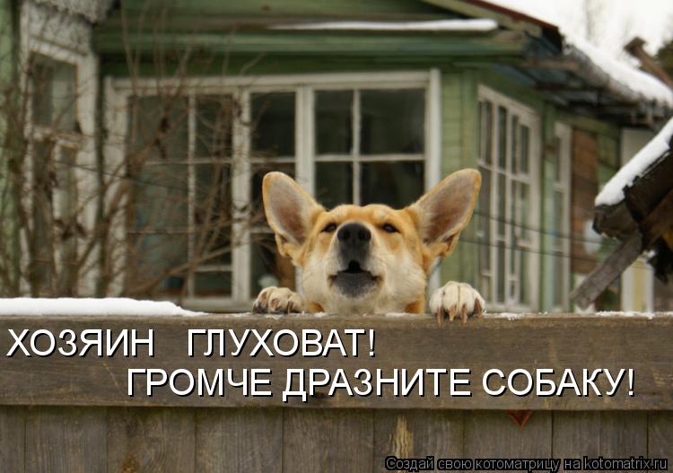 ГРОМЧЕ ДРАЗНИТЕ СОБАКУ! ХОЗЯИН ГЛУХОВАТ!... Котоматрица: ГРОМЧЕ ДРАЗНИТЕ СОБАКУ! ХОЗЯИН ГЛУХОВАТ!