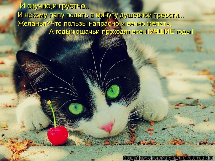 Котоматрица: И скучно,и грустно.. И некому лапу подать в минуту душевной тревоги... Желанья?Что пользы напрасно и вечно желать, А годы кошачьи проходят,все