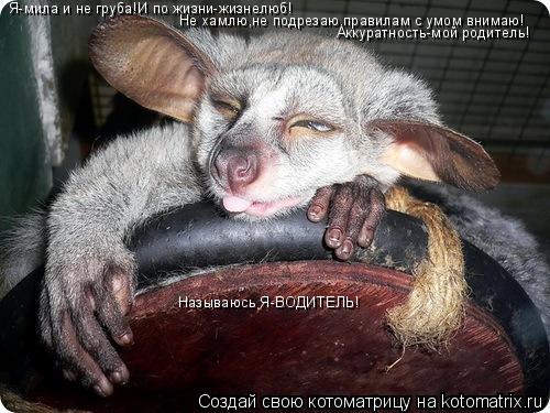 Котоматрица: Я-мила и не груба!И по жизни-жизнелюб! Не хамлю,не подрезаю,правилам с умом внимаю! Аккуратность-мой родитель! Называюсь Я-ВОДИТЕЛЬ!