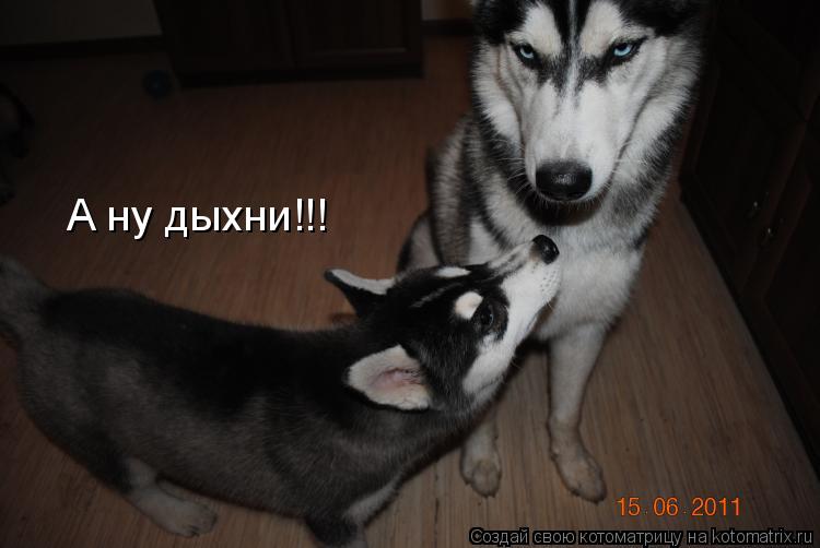 Котоматрица: А ну дыхни!!!
