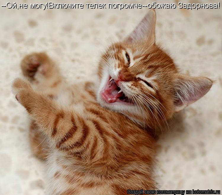 Котоматрица: --Ой,не могу!Включите телек погромче--обожаю Задорнова!