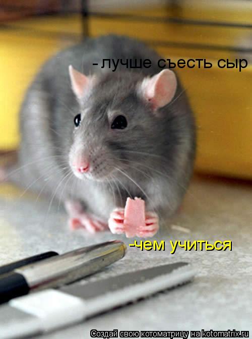 Котоматрица: лучше съесть сыр  - -чем учиться