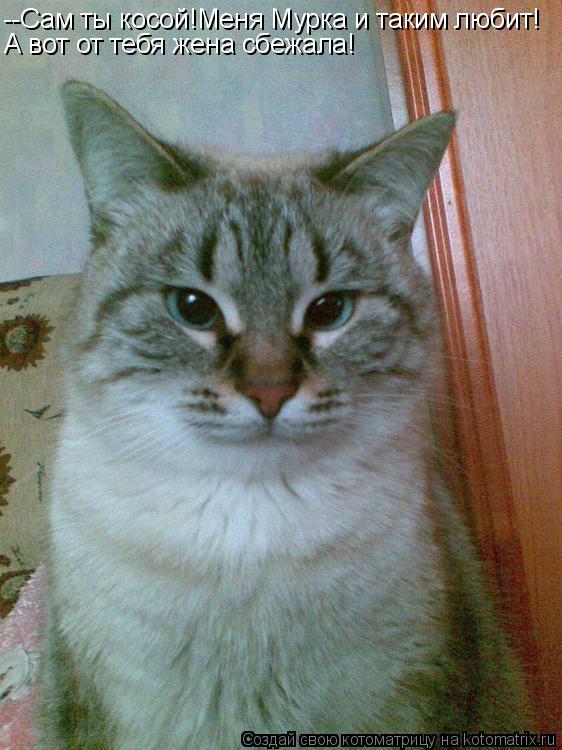 Котоматрица: --Сам ты косой!Меня Мурка и таким любит! А вот от тебя жена сбежала!