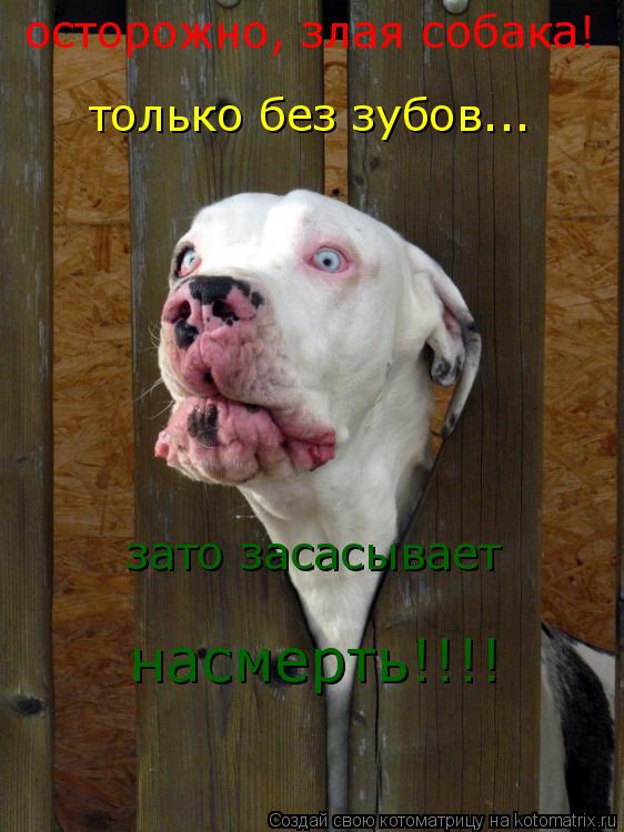 Котоматрица: осторожно, злая собака! только без зубов... зато засасывает насмерть!!!!