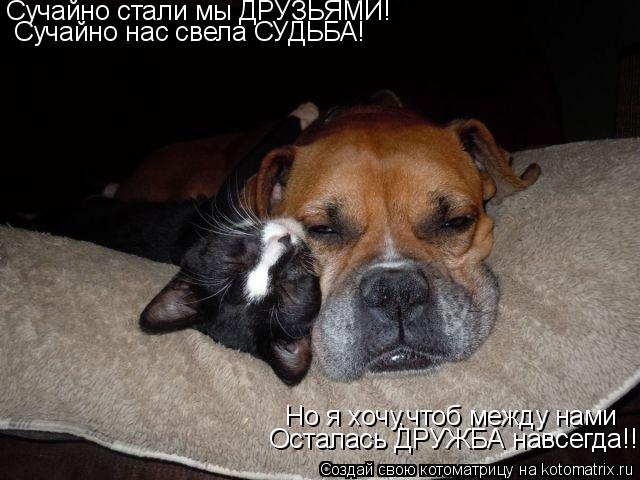 Котоматрица: Сучайно стали мы ДРУЗЬЯМИ! Сучайно нас свела СУДЬБА! Но я хочу,чтоб между нами Осталась ДРУЖБА навсегда!!!