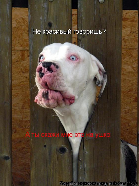 Котоматрица: Не красивый говоришь? А ты скажи мне это на ушко