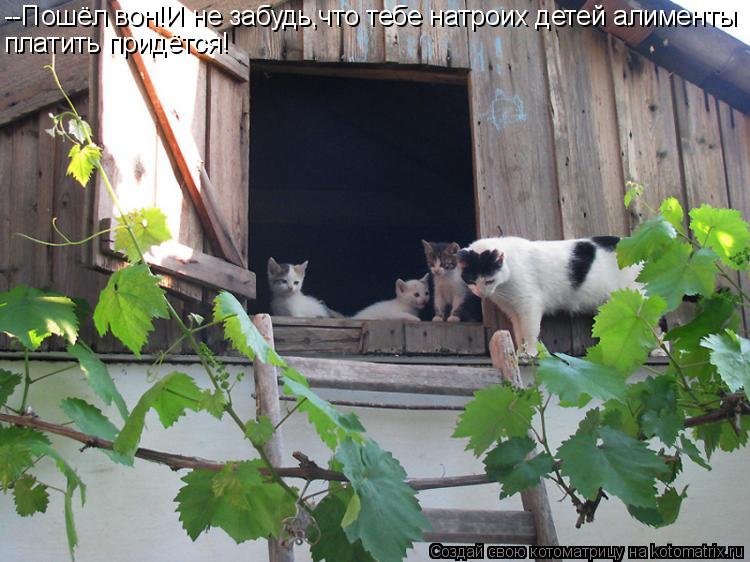 Котоматрица: --Пошёл вон!И не забудь,что тебе натроих детей алименты платить придётся!