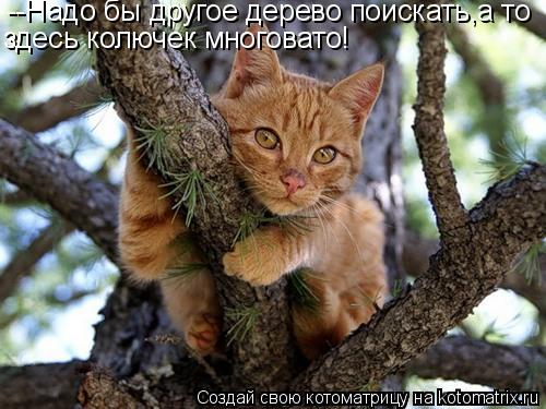 Котоматрица: --Надо бы другое дерево поискать,а то здесь колючек многовато!